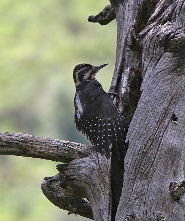 Eurasian Three-toed Woodpecker (Dark-bodied) - ML206042861