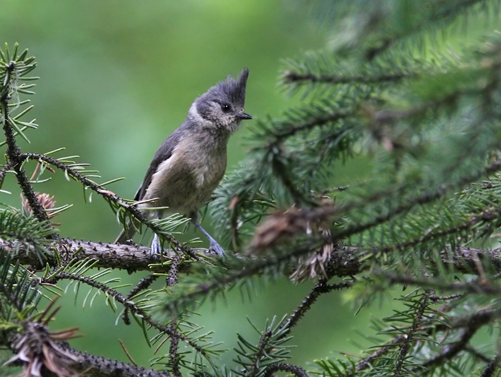 Gray-crested Tit - Lars Petersson | My World of Bird Photography