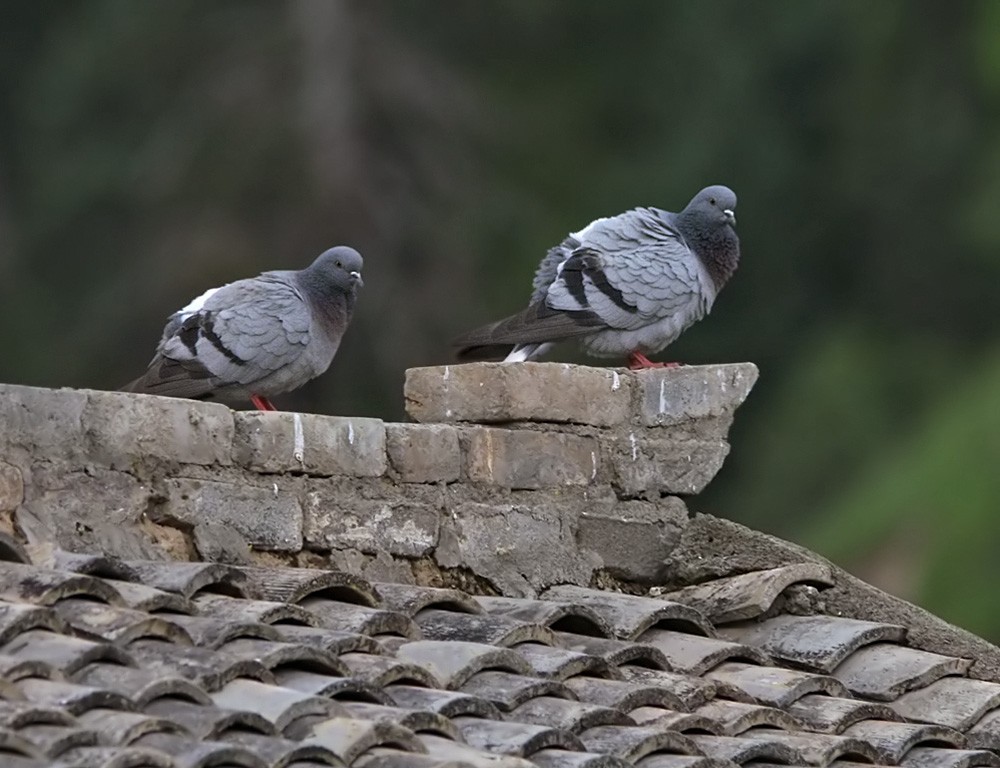 Pigeon des rochers - ML206042901