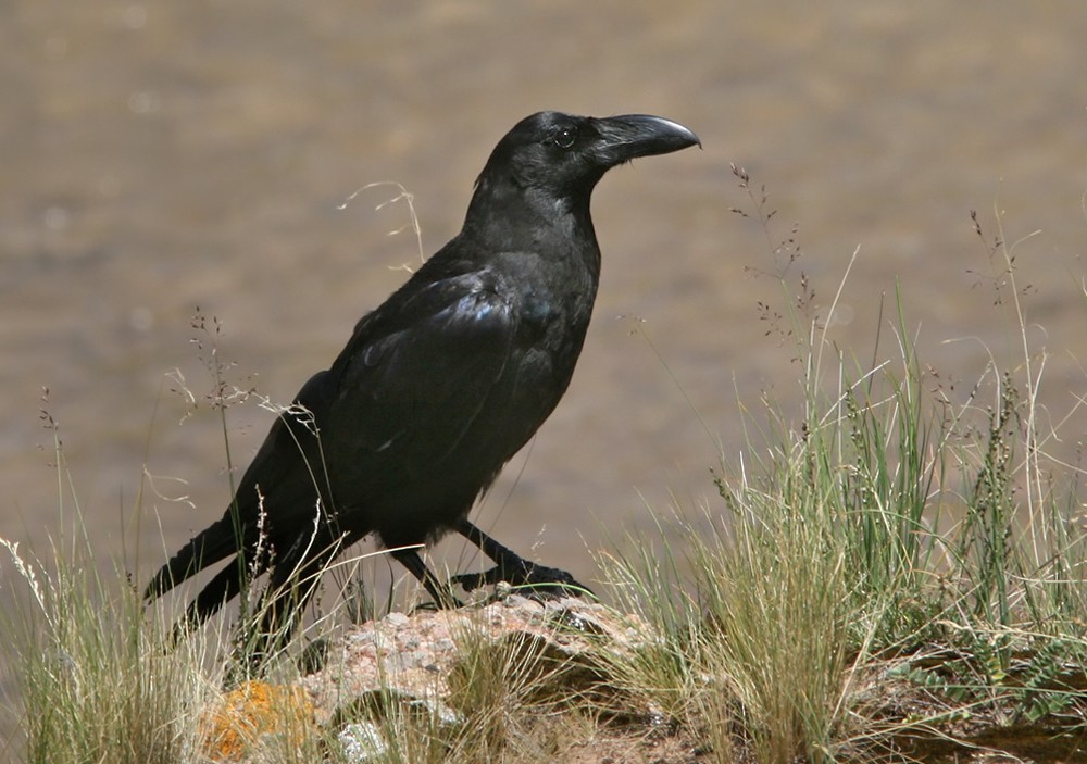 Large-billed Crow - Lars Petersson | My World of Bird Photography