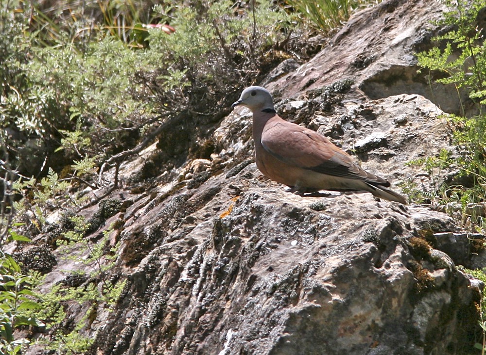 Red Collared-Dove - ML206043081
