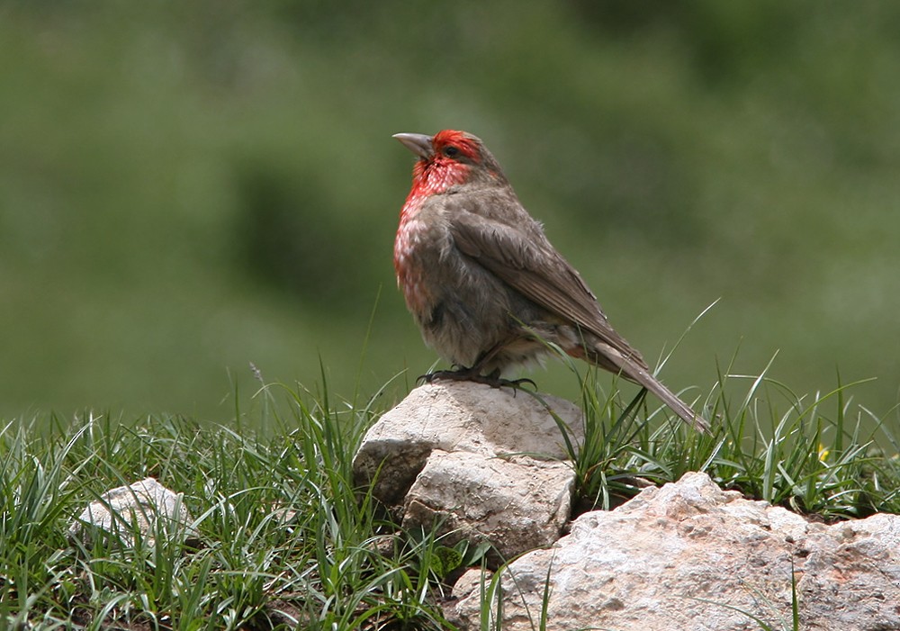 Red-fronted Rosefinch - ML206043091