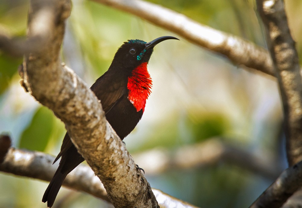 Scarlet-chested Sunbird - Lars Petersson | My World of Bird Photography