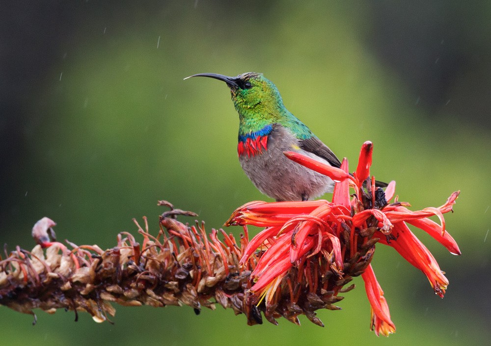 Southern Double-collared Sunbird - ML206043171
