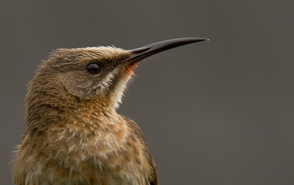 Cape Sugarbird - Lars Petersson | My World of Bird Photography