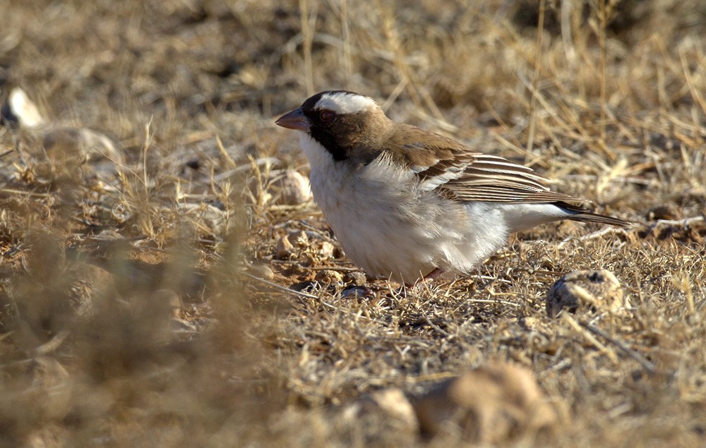 White-browed Sparrow-Weaver (White-breasted) - Lars Petersson | My World of Bird Photography
