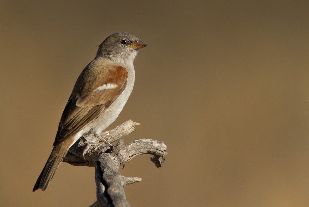Southern Gray-headed Sparrow - ML206043261