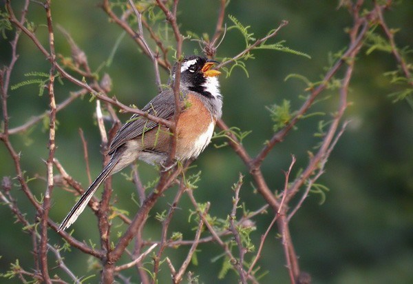 Many-colored Chaco Finch - ML206043311