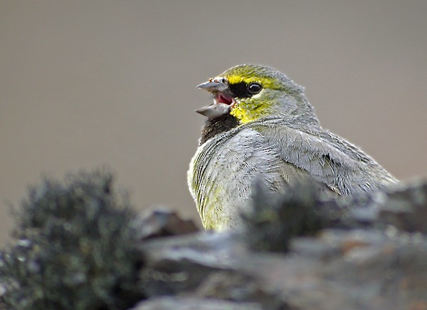 Yellow-bridled Finch (Yellow-tailed) - ML206043351