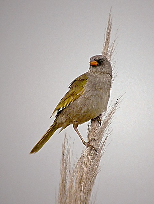 Great Pampa-Finch (Eastern) - Lars Petersson | My World of Bird Photography