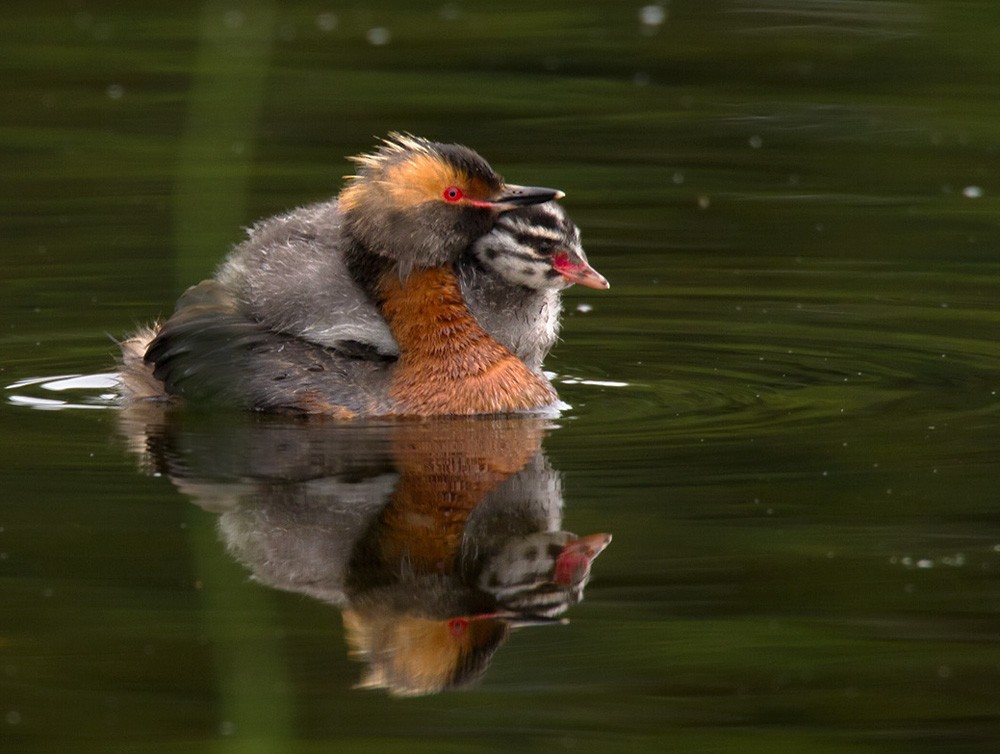 Horned Grebe - Lars Petersson | My World of Bird Photography