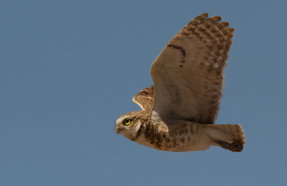 Burrowing Owl - Lars Petersson | My World of Bird Photography
