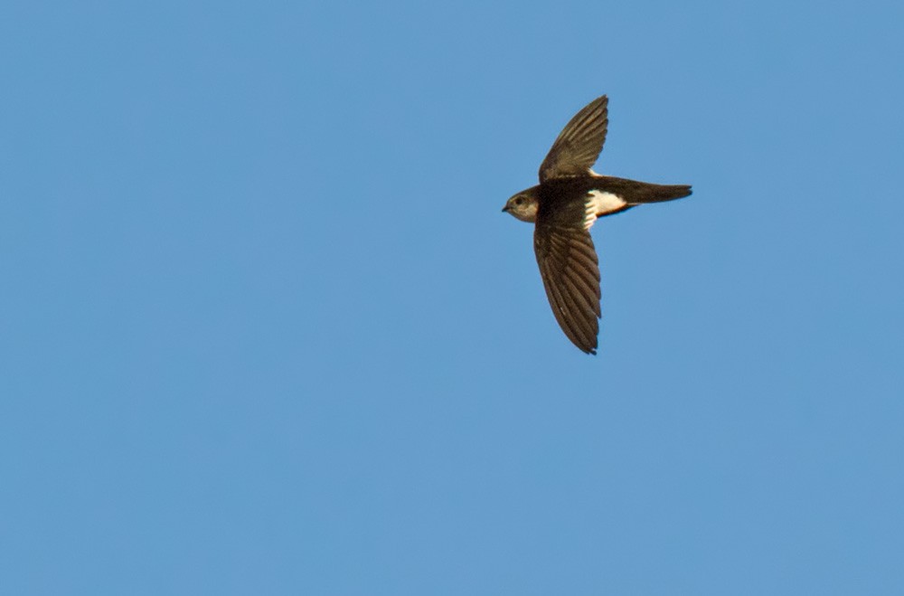 White-throated Swift - Lars Petersson | My World of Bird Photography