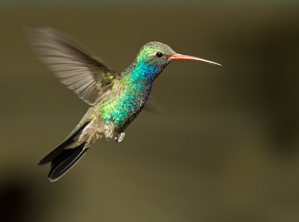 Broad-billed Hummingbird - Lars Petersson | My World of Bird Photography