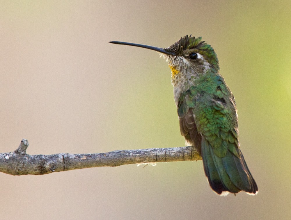 Broad-billed Hummingbird - Lars Petersson | My World of Bird Photography