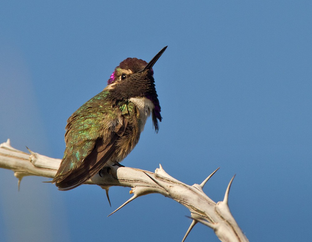 Costa's Hummingbird - Lars Petersson | My World of Bird Photography