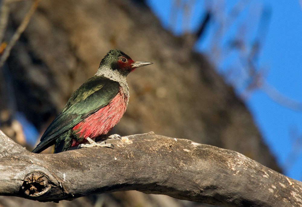Lewis's Woodpecker - Lars Petersson | My World of Bird Photography