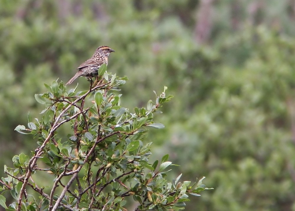 Rufous-breasted Accentor - ML206044041