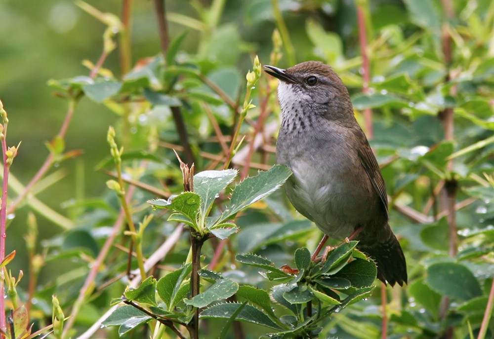 Spotted Bush Warbler - Lars Petersson | My World of Bird Photography
