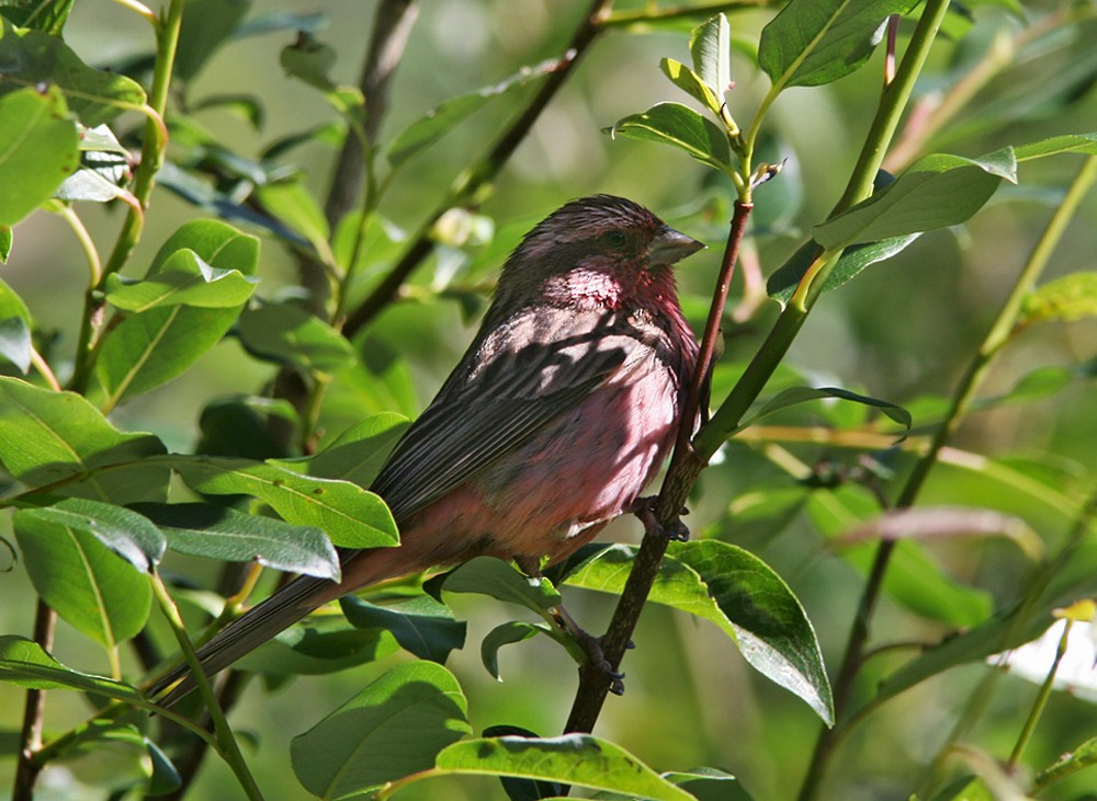 Pink-rumped Rosefinch - Lars Petersson | My World of Bird Photography