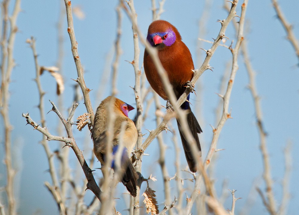 Violet-eared Waxbill - Lars Petersson | My World of Bird Photography
