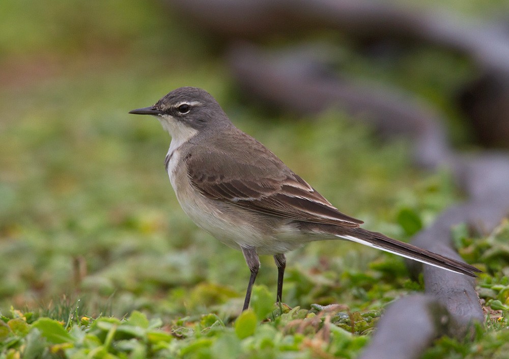 Cape Wagtail - Lars Petersson | My World of Bird Photography