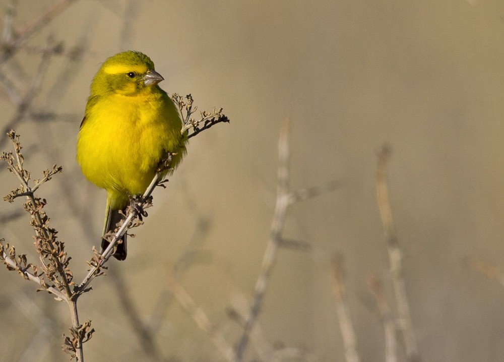 Yellow Canary - Lars Petersson | My World of Bird Photography