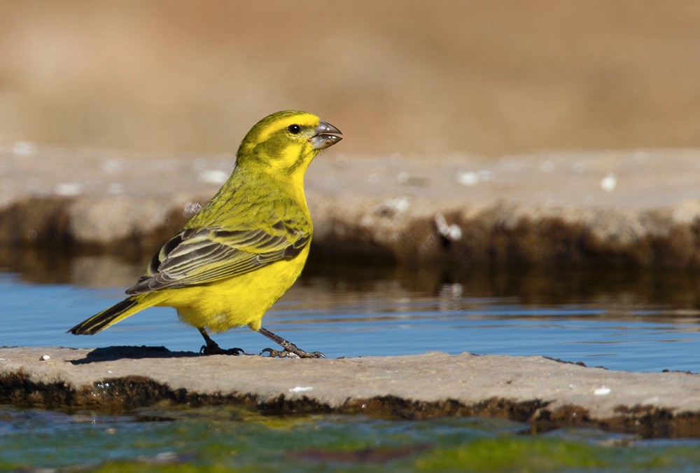 Yellow Canary - Lars Petersson | My World of Bird Photography