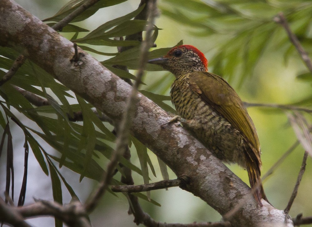 Green-backed Woodpecker (Plain-backed) - ML206044541