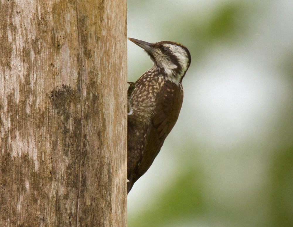 Golden-crowned Woodpecker - Lars Petersson | My World of Bird Photography