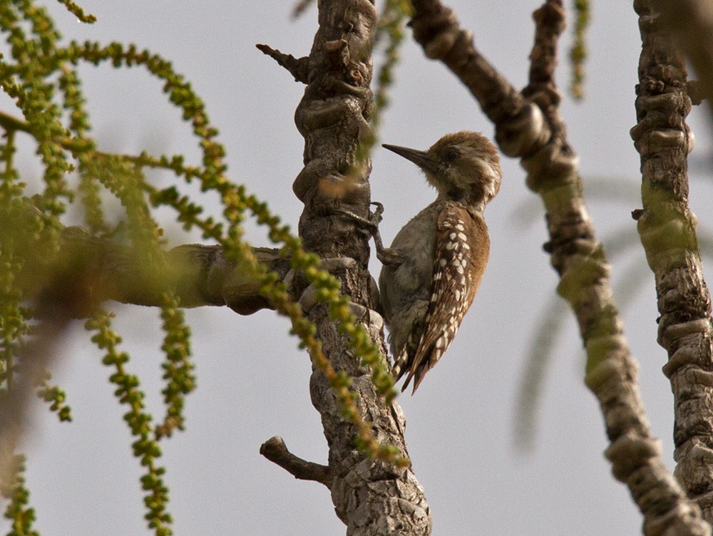 Brown-backed Woodpecker - Lars Petersson | My World of Bird Photography