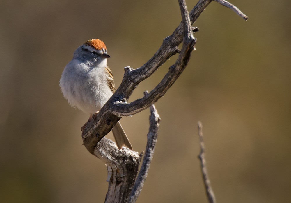 Chipping Sparrow - Lars Petersson | My World of Bird Photography