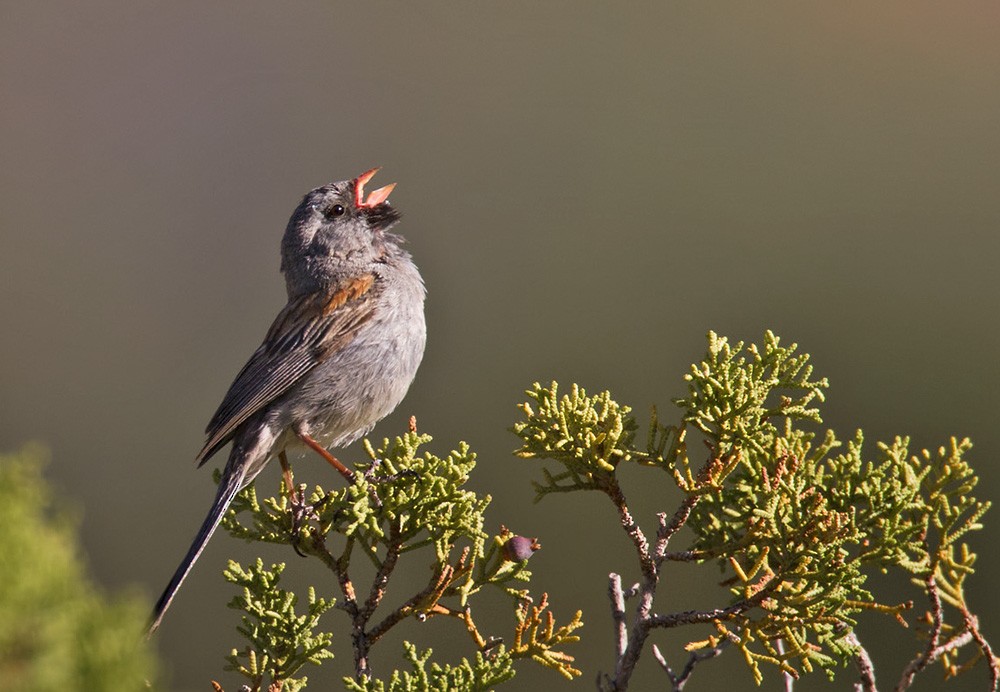 Black-chinned Sparrow - ML206044591