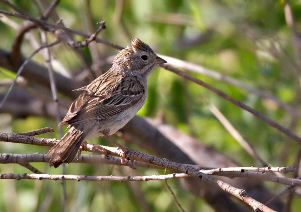 Brewer's Sparrow - Lars Petersson | My World of Bird Photography
