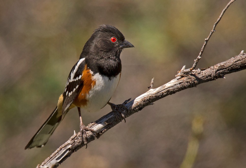 Spotted Towhee - Lars Petersson | My World of Bird Photography
