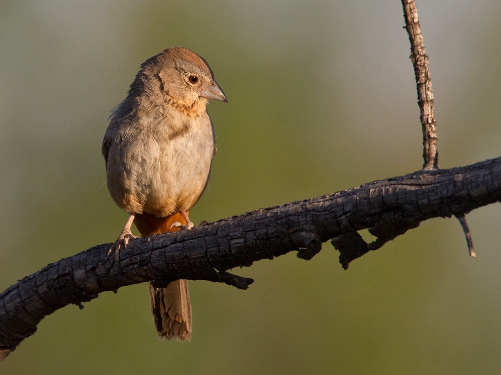 Canyon Towhee - Lars Petersson | My World of Bird Photography