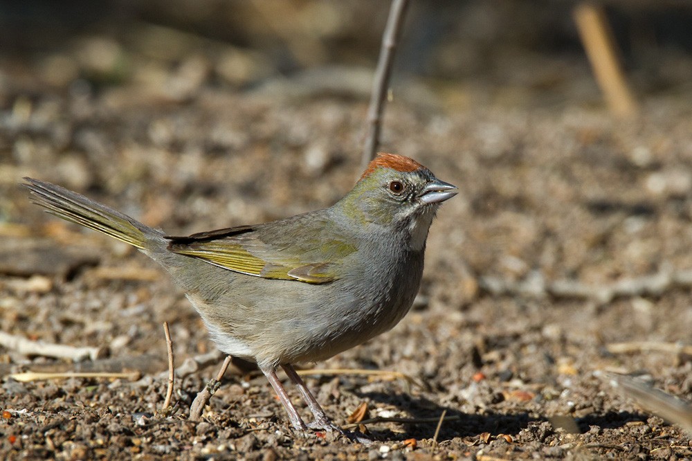 Green-tailed Towhee - Lars Petersson | My World of Bird Photography