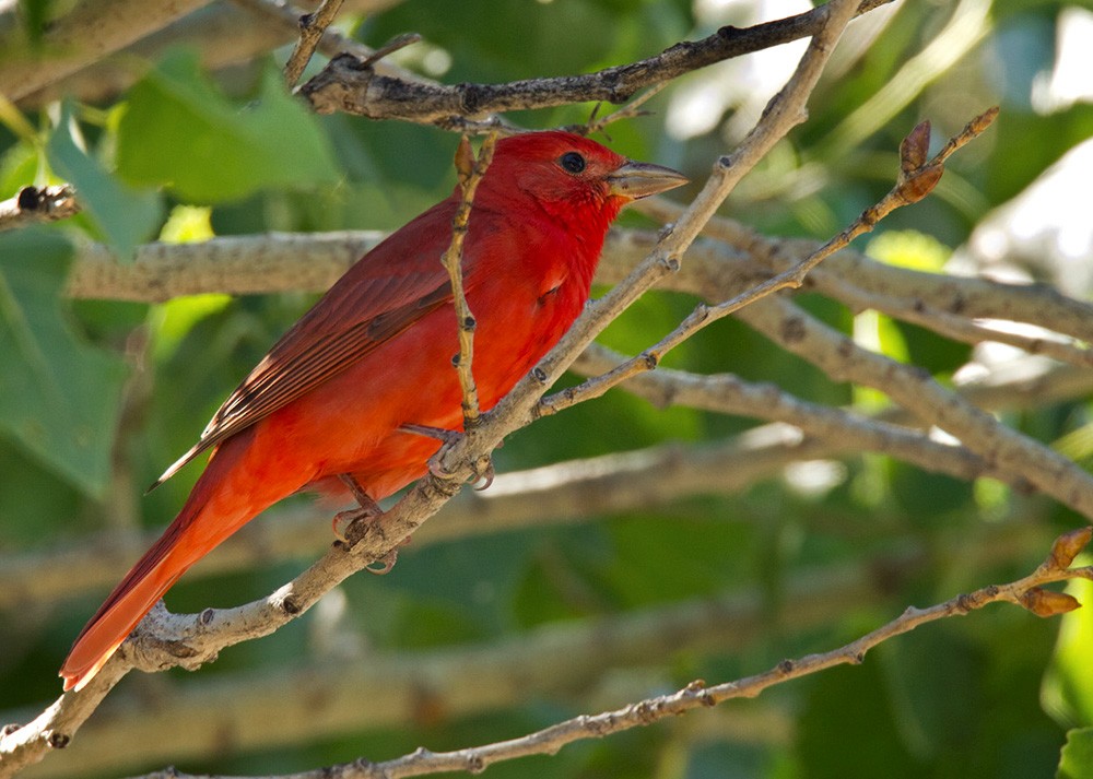 Summer Tanager - Lars Petersson | My World of Bird Photography