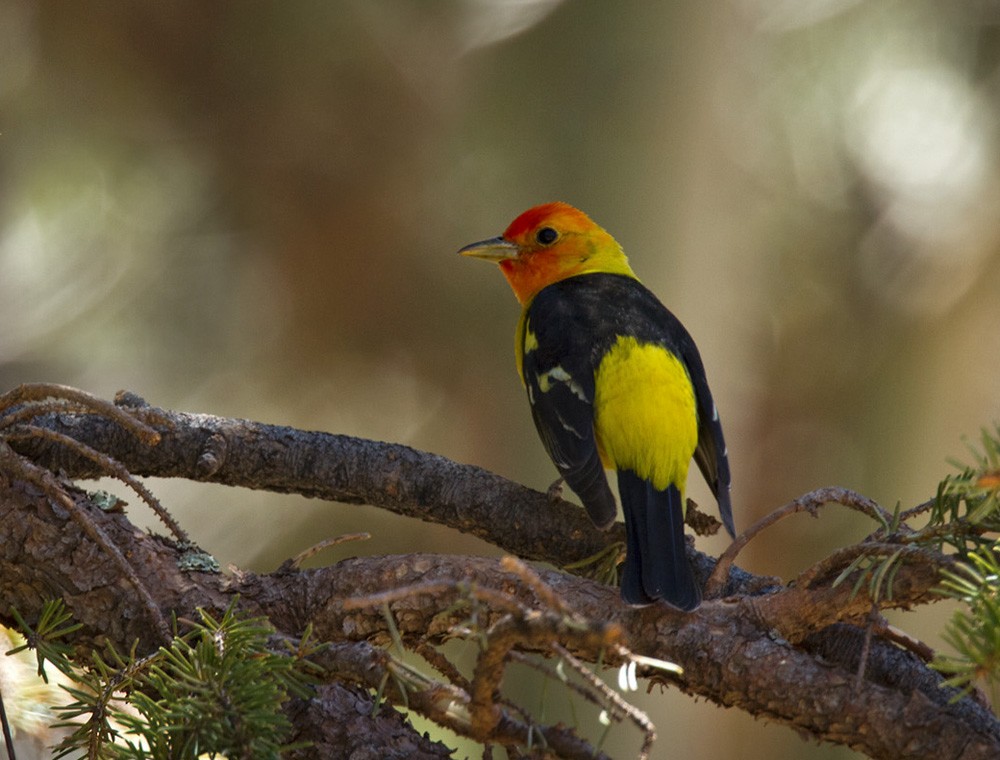 Western Tanager - Lars Petersson | My World of Bird Photography