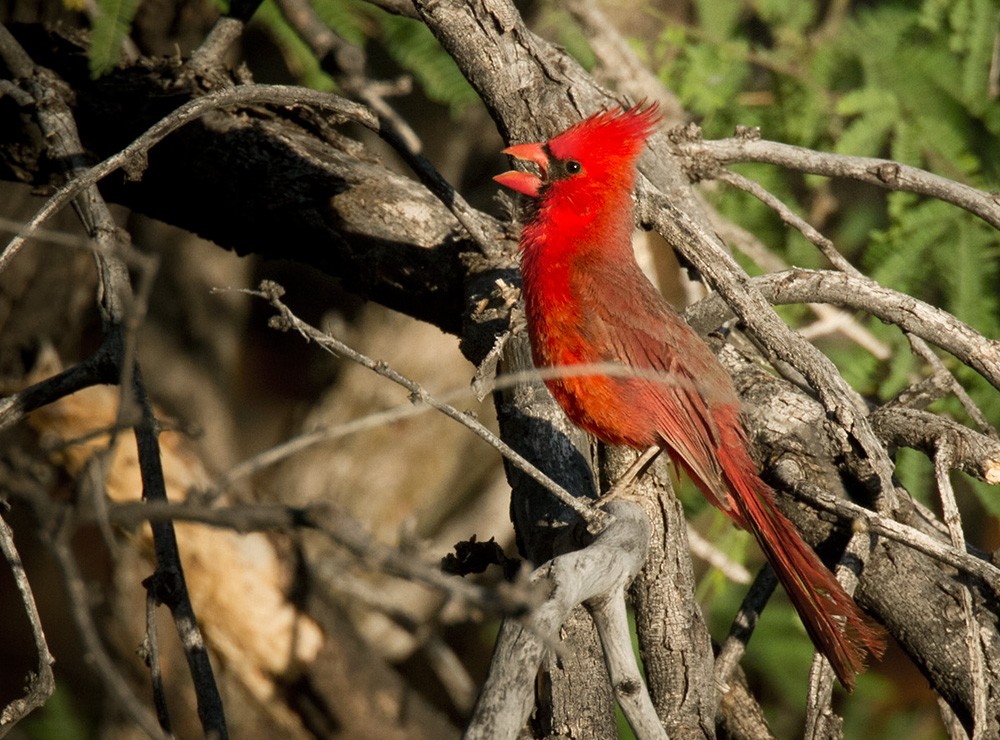 Northern Cardinal - Lars Petersson | My World of Bird Photography