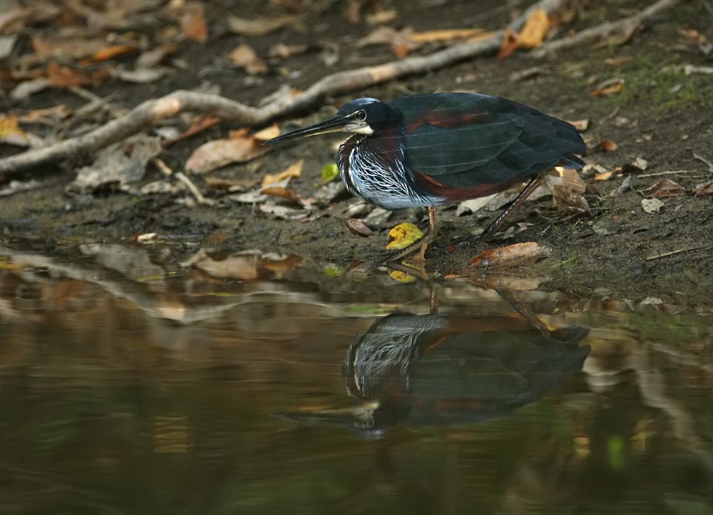 Agami Heron - Lars Petersson | My World of Bird Photography