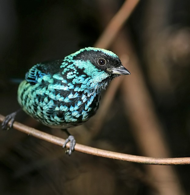 Image result for beryl-spangled tanager