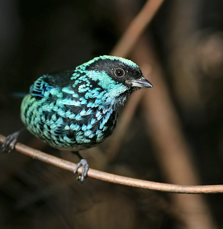 Beryl-spangled Tanager - Lars Petersson | My World of Bird Photography