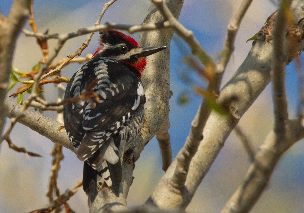 Red-naped Sapsucker - Lars Petersson | My World of Bird Photography