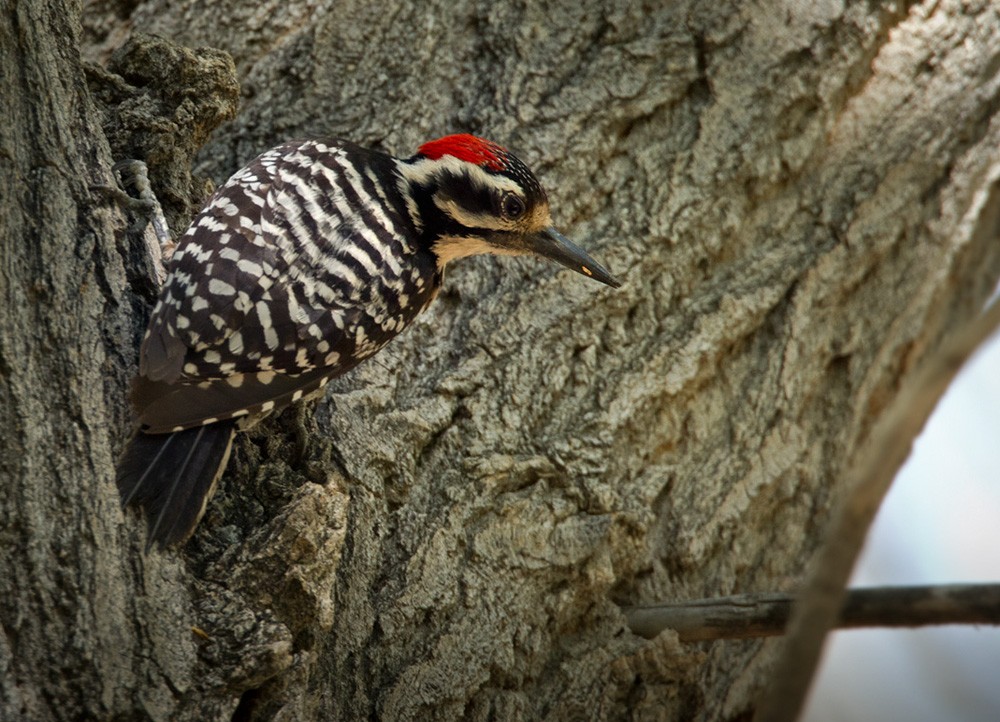 Nuttall's Woodpecker - Lars Petersson | My World of Bird Photography