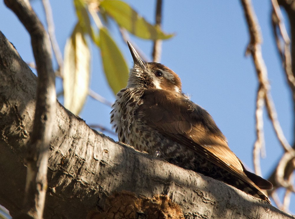 Arizona Woodpecker - Lars Petersson | My World of Bird Photography