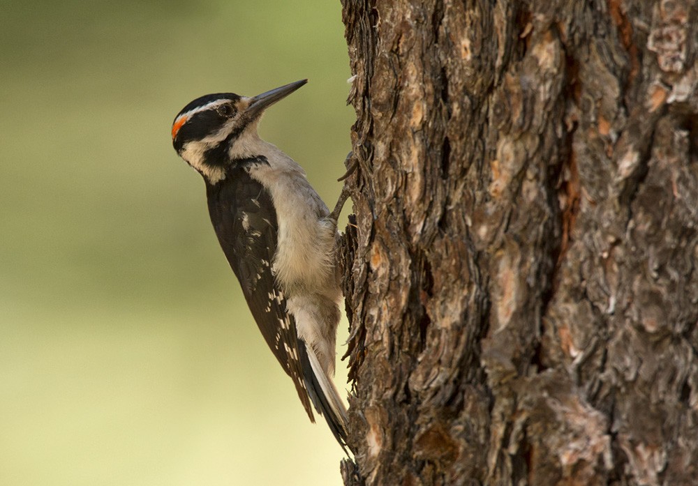Hairy Woodpecker - Lars Petersson | My World of Bird Photography