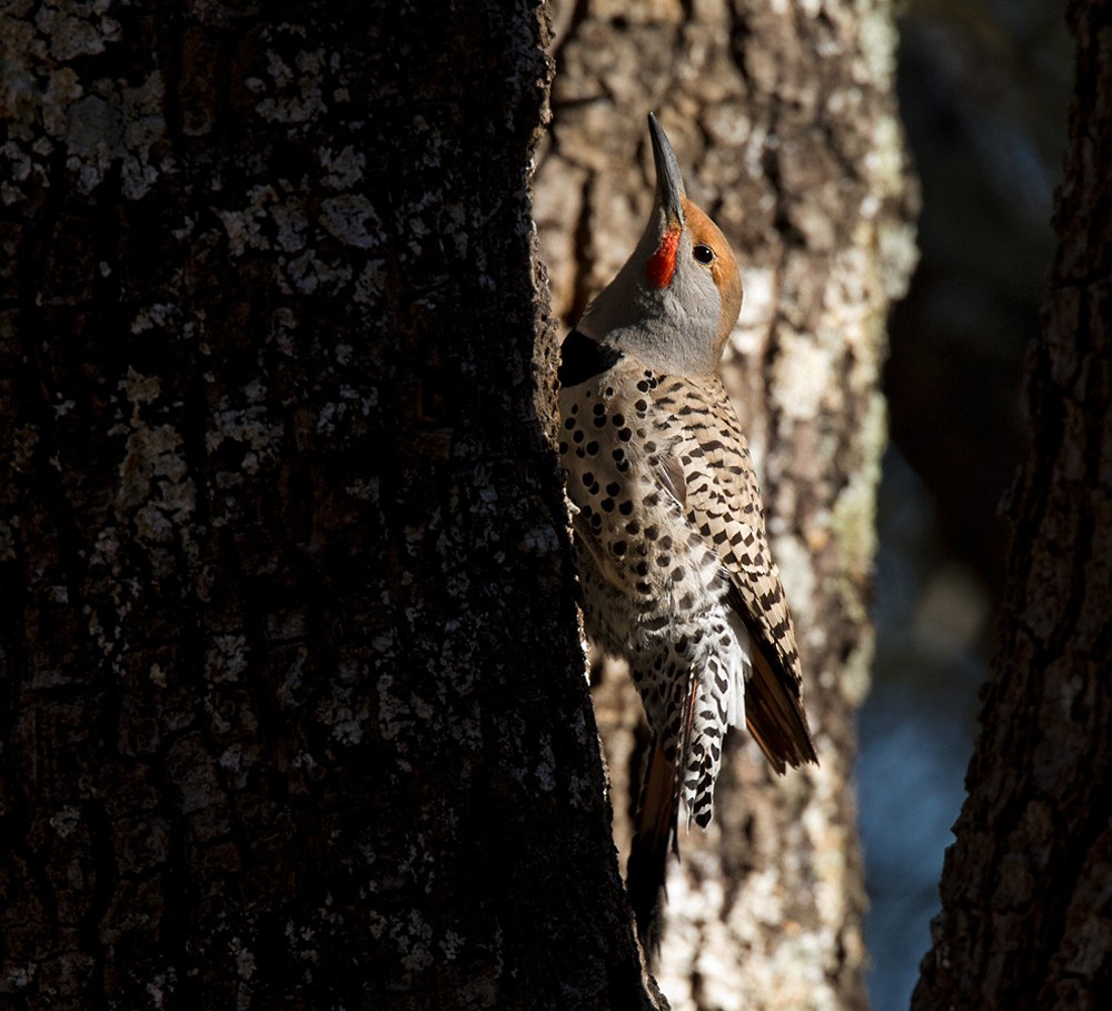 Northern Flicker (Red-shafted) - Lars Petersson | My World of Bird Photography