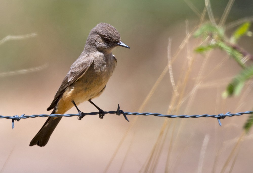 Say's Phoebe - Lars Petersson | My World of Bird Photography