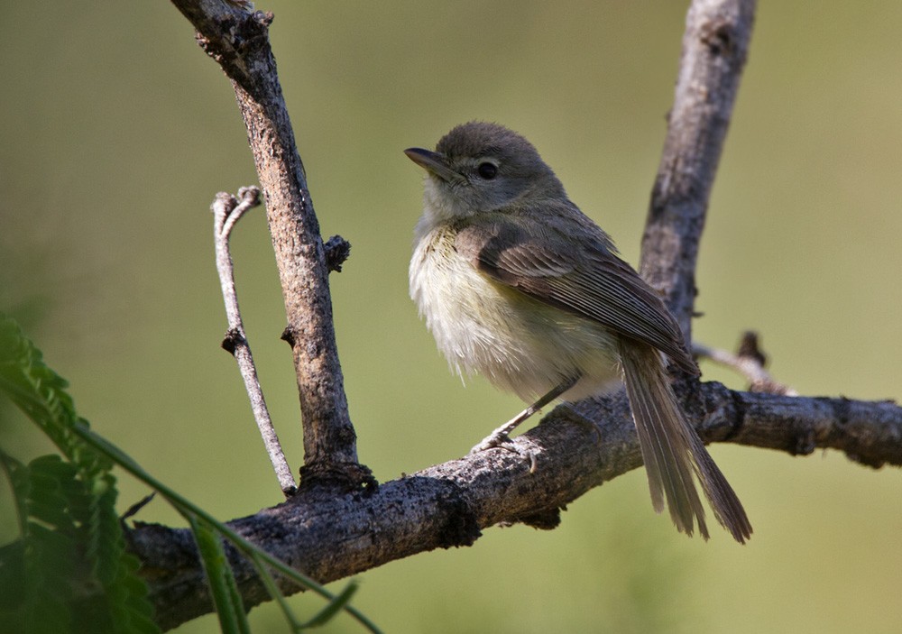 Bell's Vireo - Lars Petersson | My World of Bird Photography